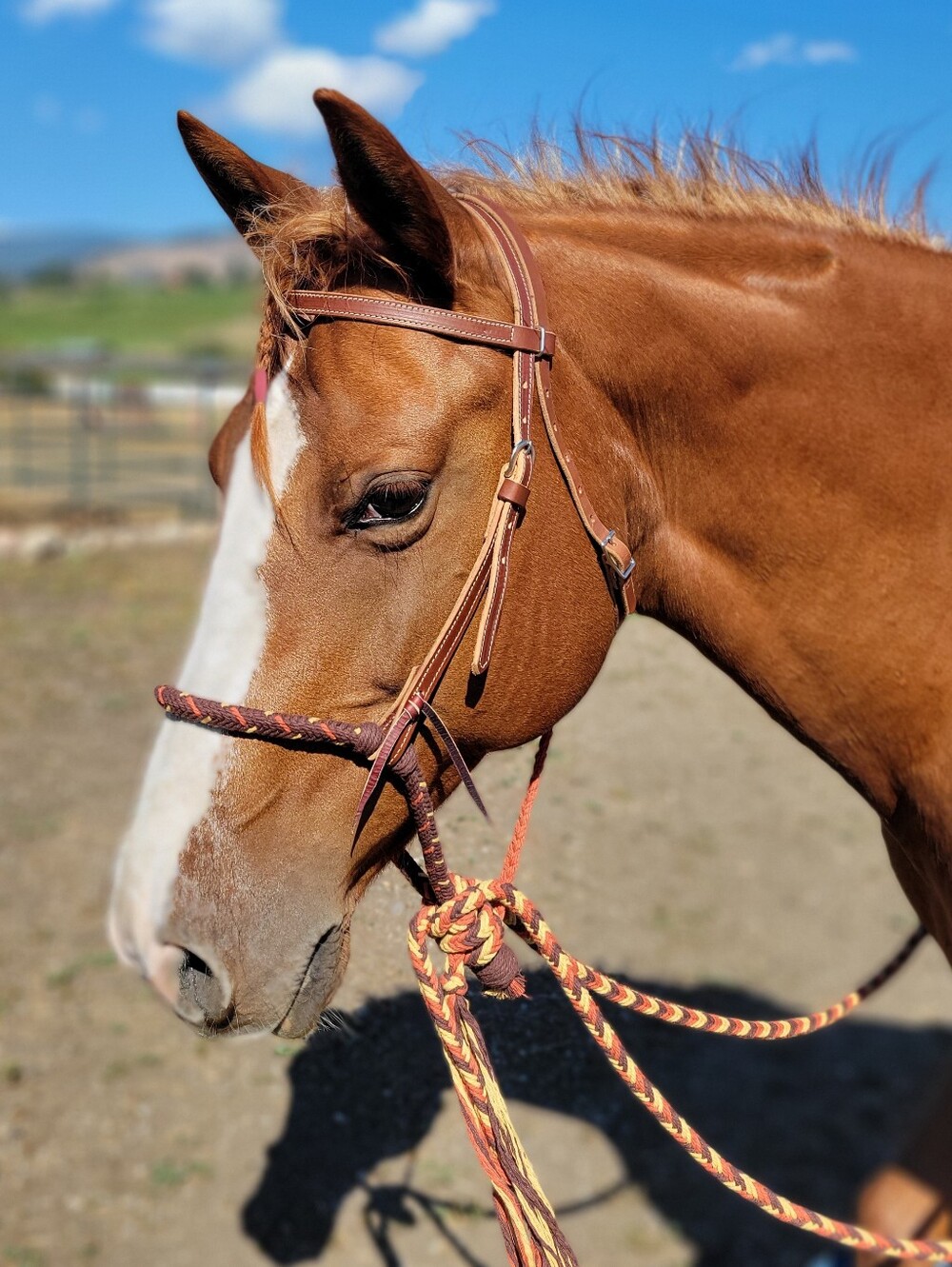 Loping Hackamore - Picture 7 of 8